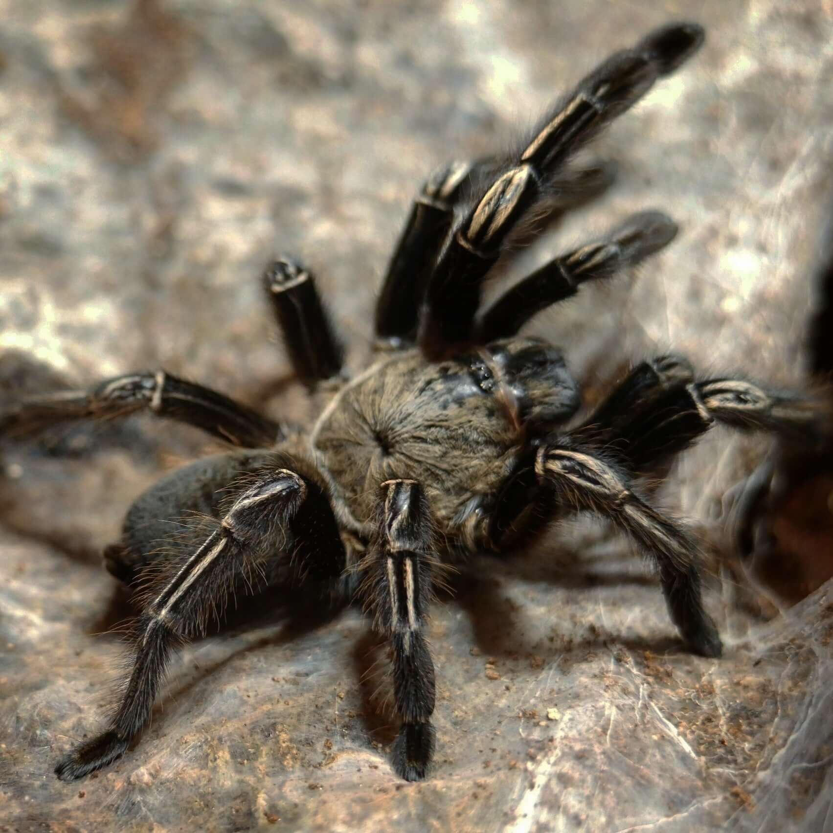 Fossorial tarantulas