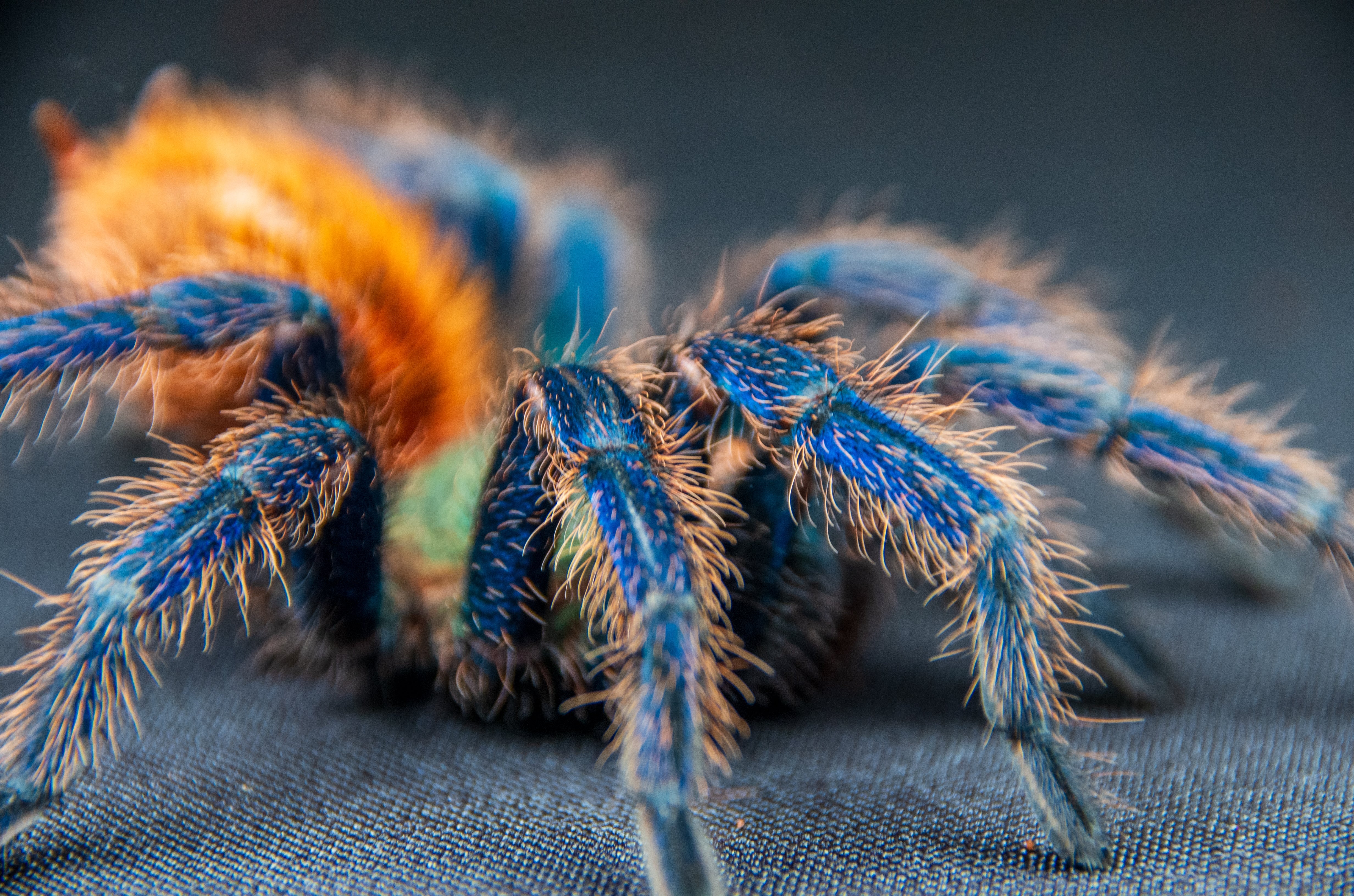 GBB.jpg?v=1740346459