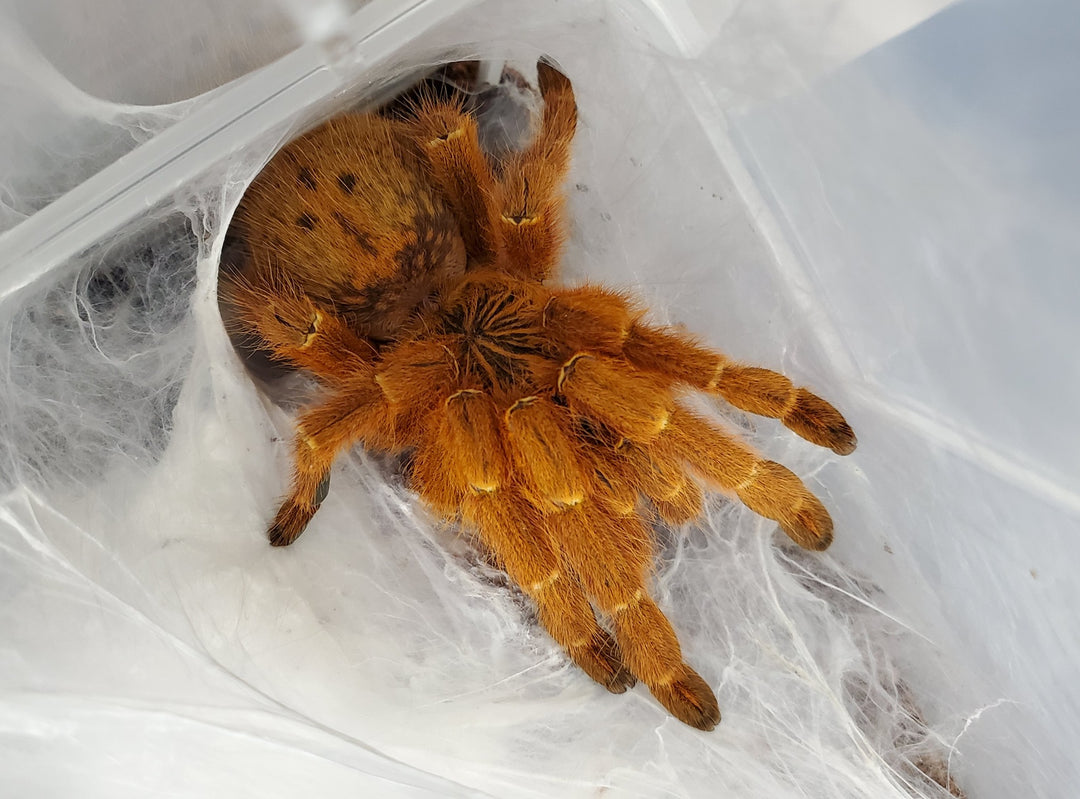 Pterinochilus murinus 1'' Orange Baboon Obt