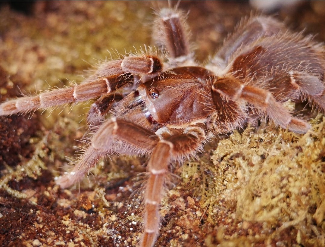 Pelinobius muticus King Baboon 1"