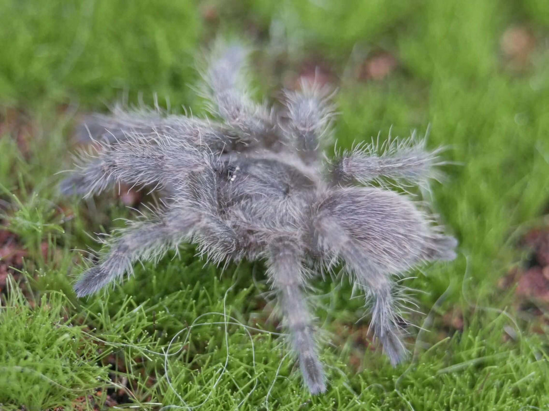 Monocentropus balfouri 1'' Socotra Island Blue Baboon (kept communally)