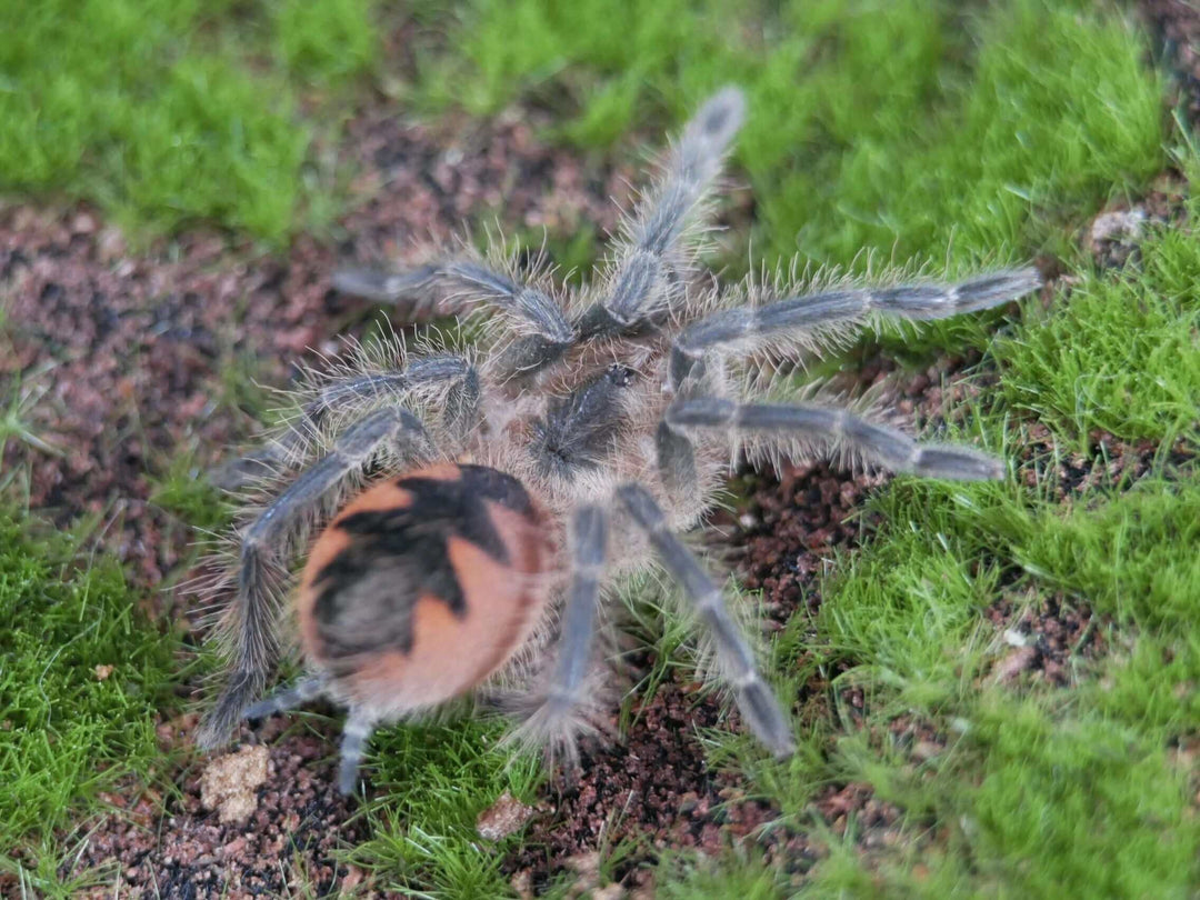 Pamphobeteus sp. mascara tarantula .75"