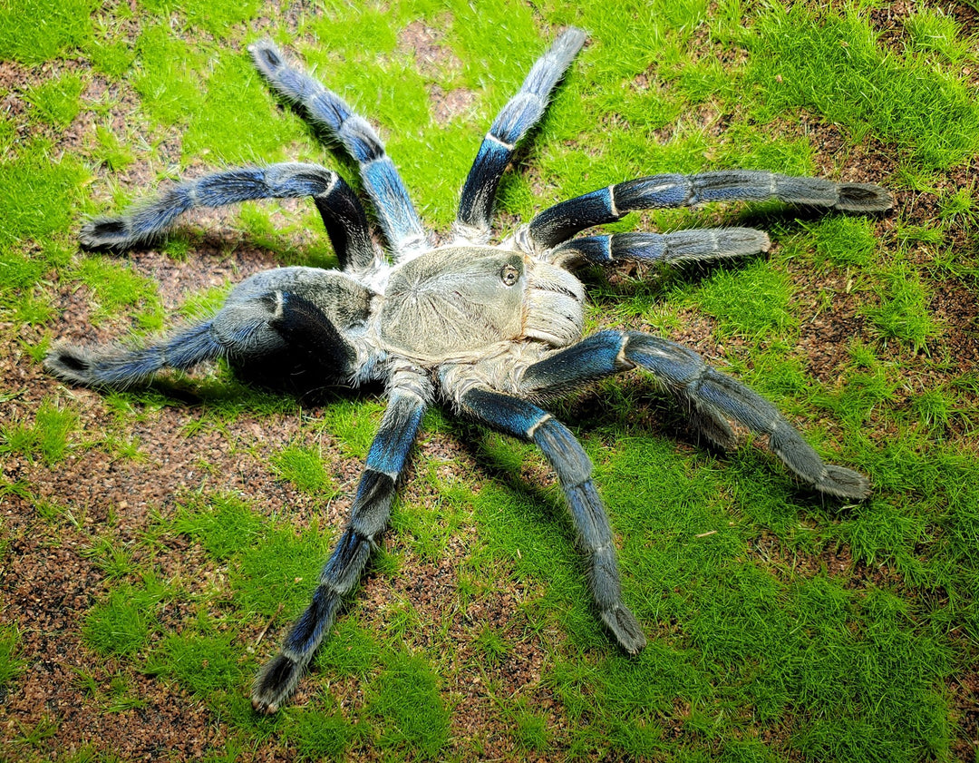 Cyriopagopus lividus Cobalt Blue Tarantula Female Subadult/Adult