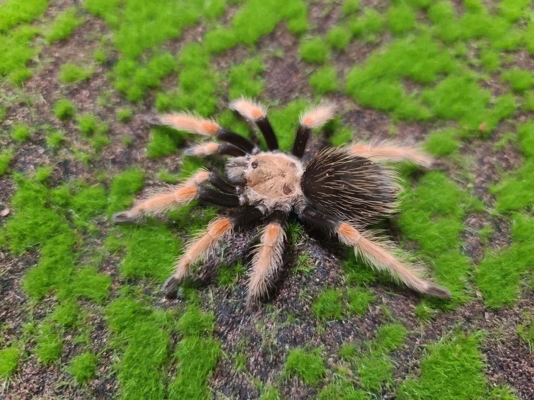a mexican fire leg spider on green grass and moss