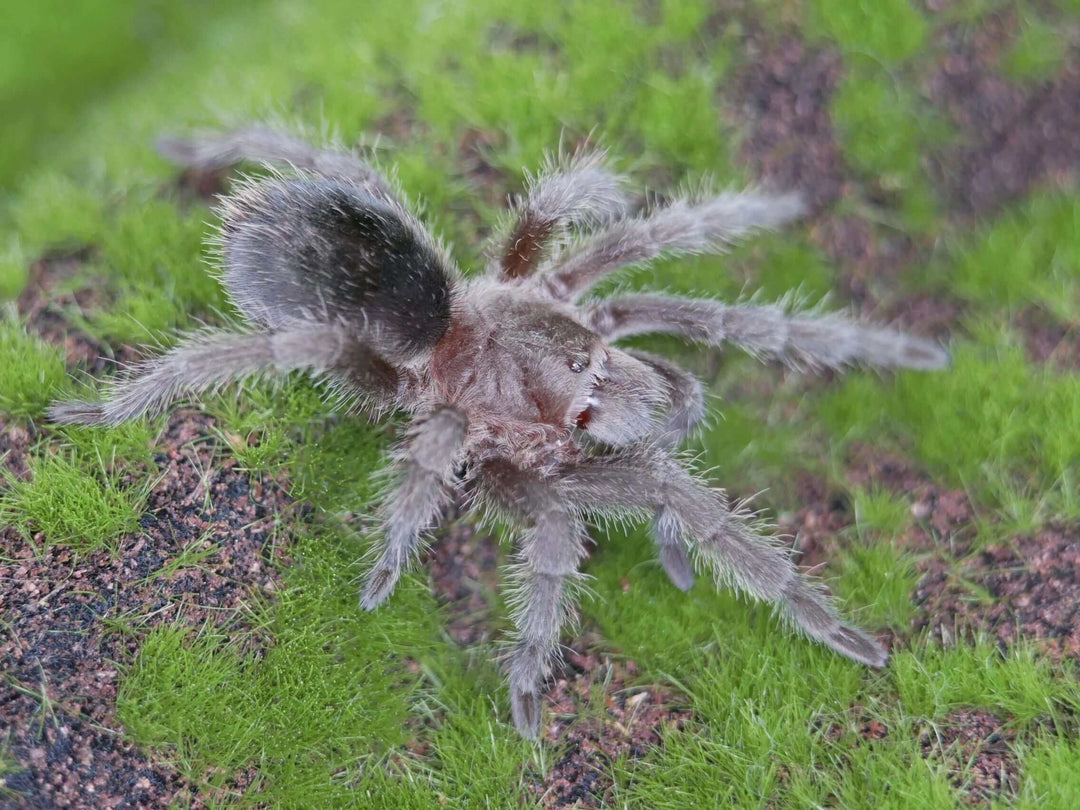 Grammostola pulchra brazilian black tarantula .5''