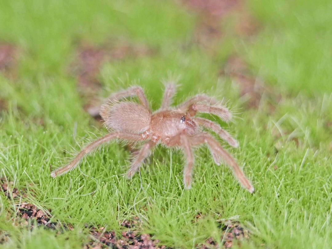 Hysterocrates Gigas .25'' Cameroon Red Baboon Tarantula