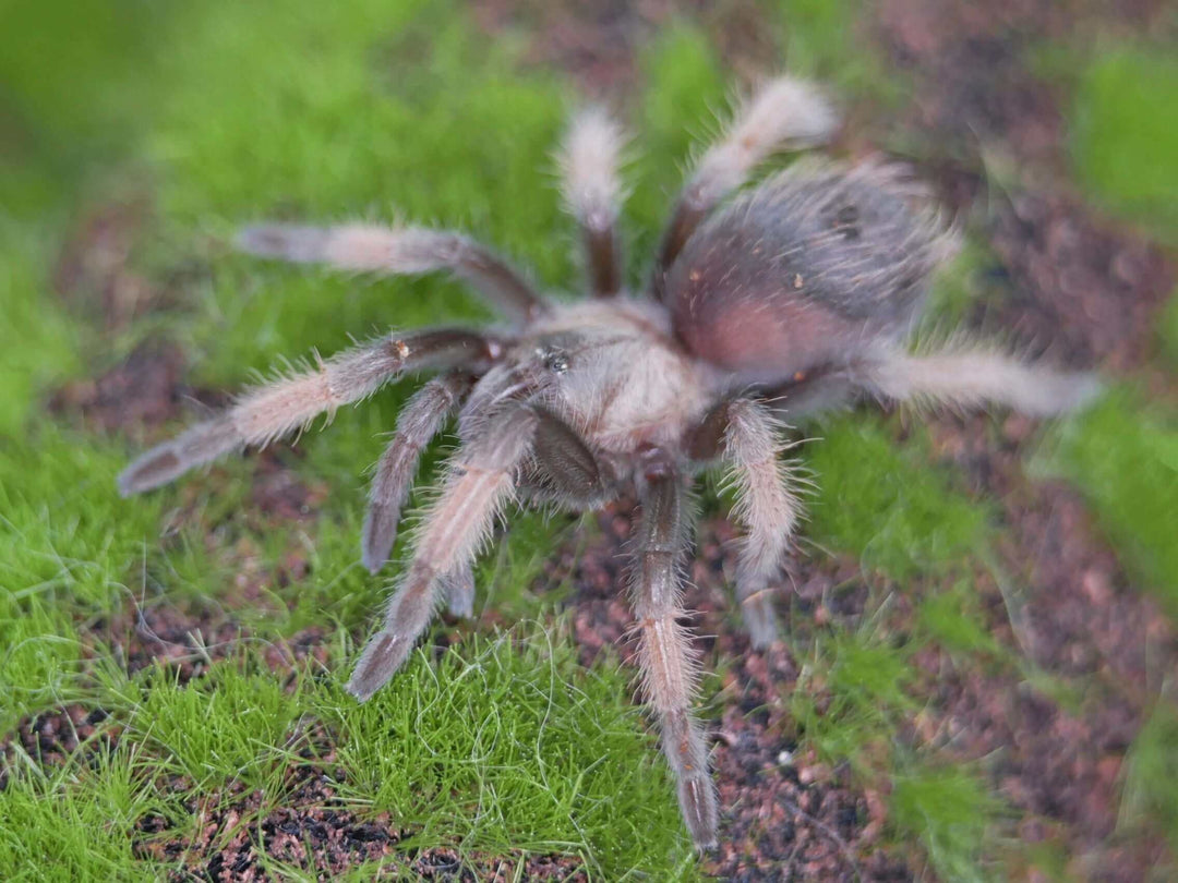 a mexican red leg spider on green grass and moss