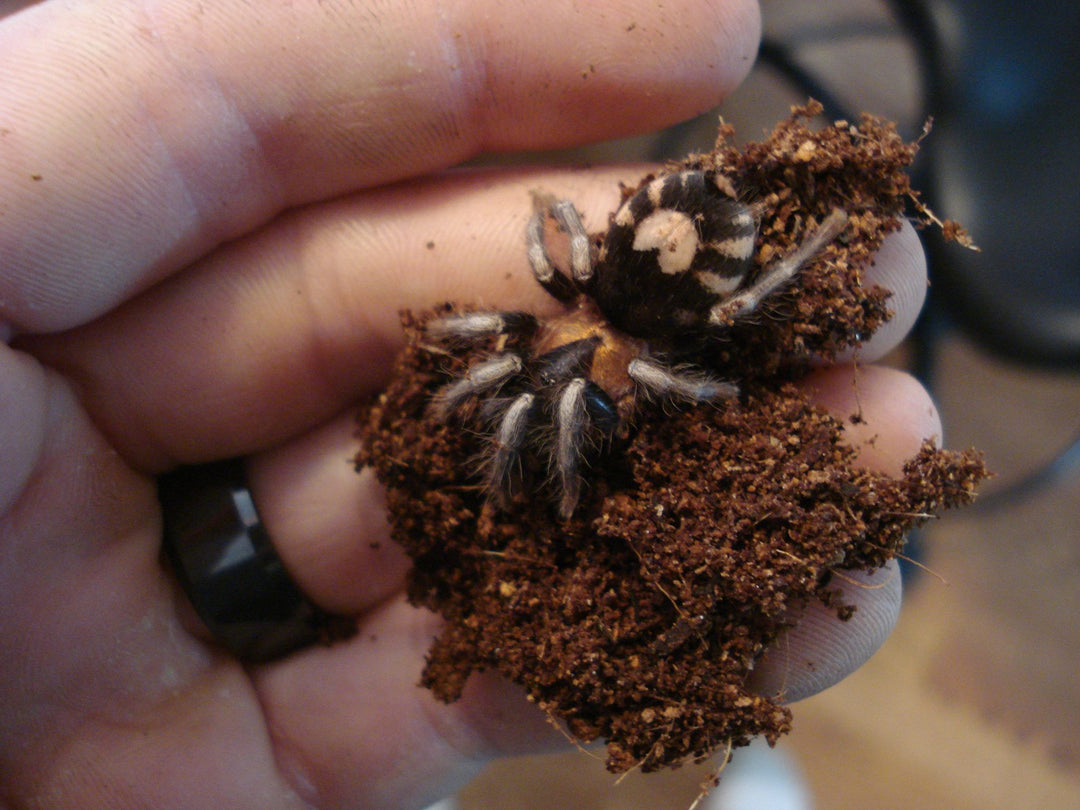 Cyriocosmus elegans Trinidad Dwarf Tarantula 1/32'' (adult pictured)