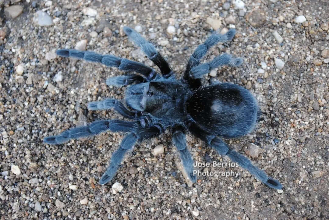 Grammostola quirogai ex pulchra brazilian black tarantula