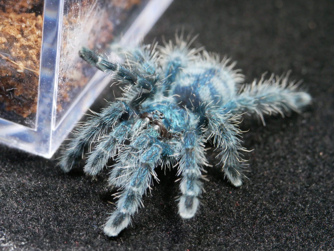 Caribena versicolor Antilles pinktoe .5''