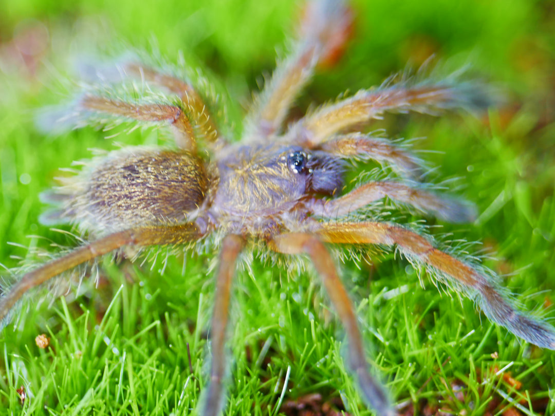 Harpactira pulchripes Golden Blue Leg Babboon .5"