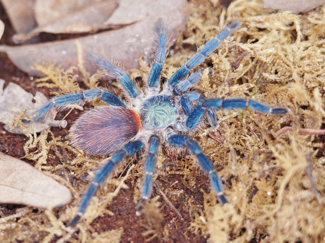 Dolichothele diamantinensis Brazilian Blue Dwarf Beauty Tarantula .25''