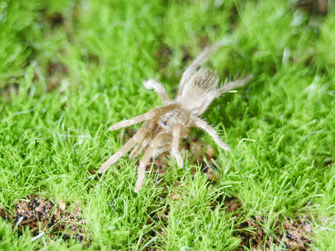 Brachypelma klaasi Mexican Pink .5''