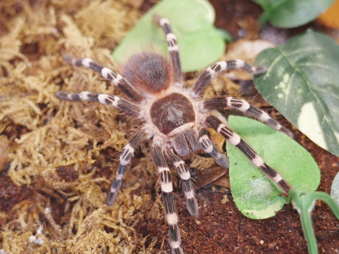 Z31- $300 Freebie 1'' A.geniculata Add on !!