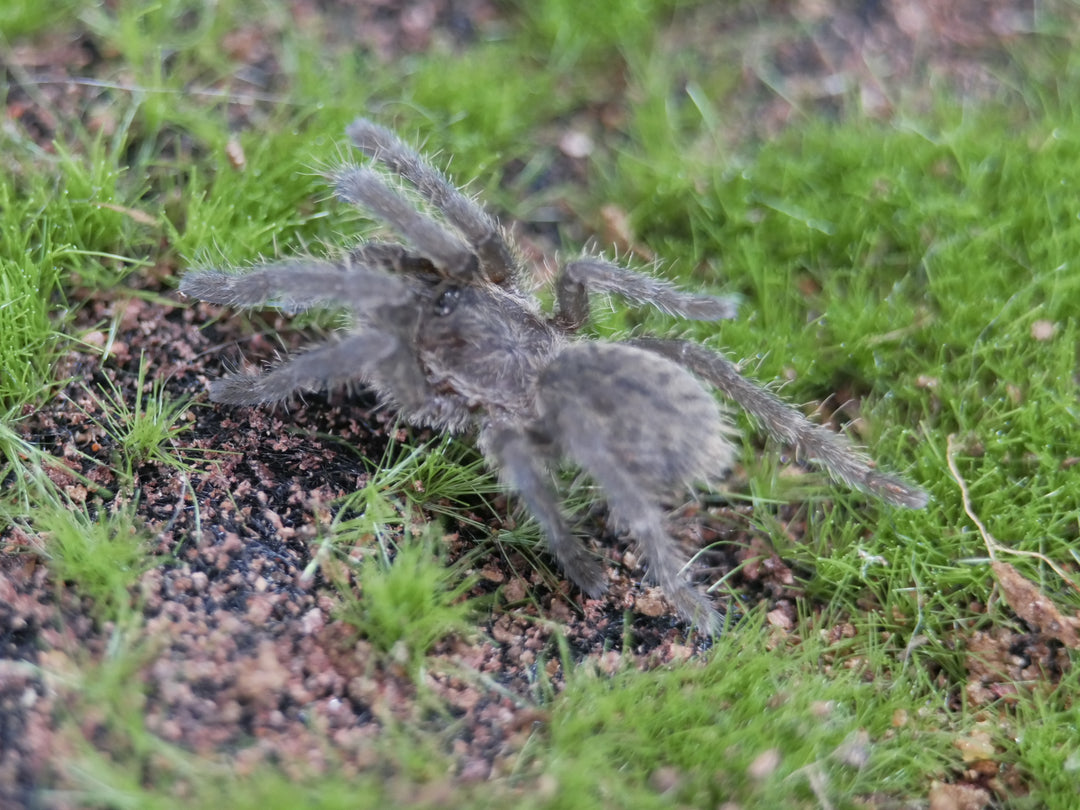 Phormingochilus sp. Rufus Peach Earth-tiger 1''