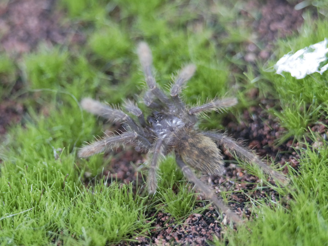 Cyriopagopus longipes Vietnamese Tiger-rump 1"