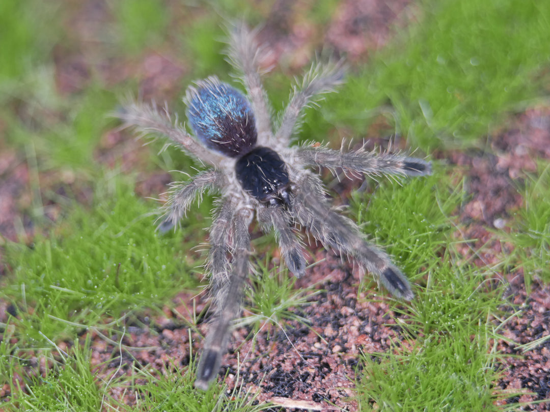 Ephebopus cyangnathus Blue Fang Skeleton .5''