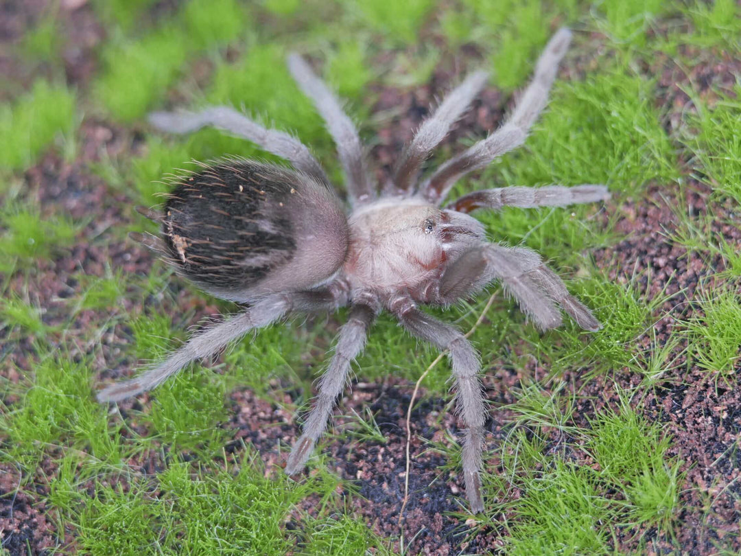 a mexican golden red rump spider on green grass and moss