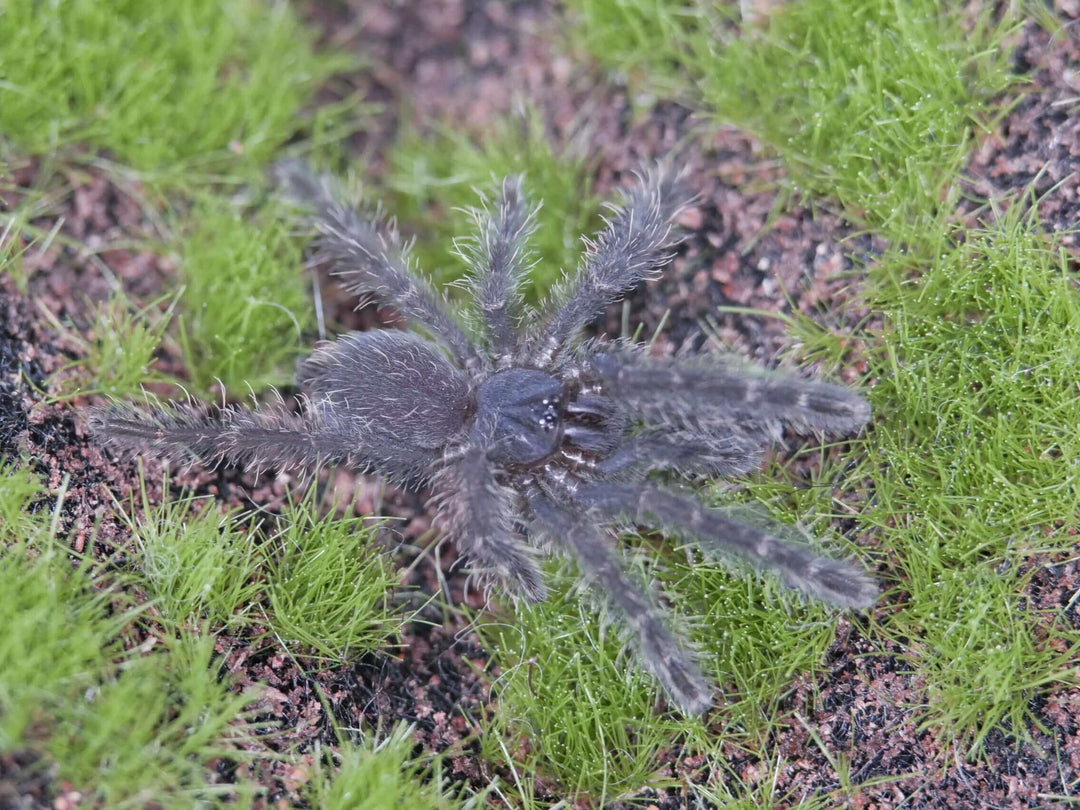 Taksinus bambus Thailand Bamboo Tarantula 1''