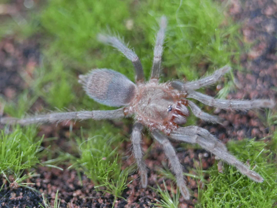 Thrixopelma pruriens Peruvian Green Velvet .33"