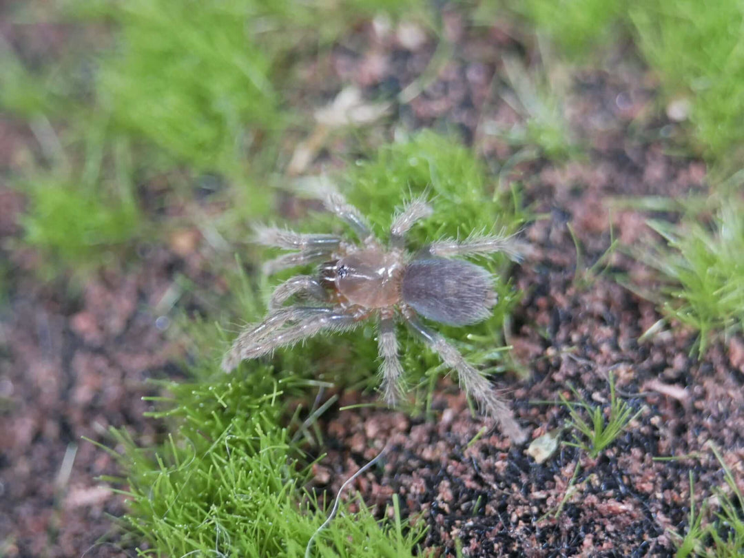 Davus pentaloris Guatemalan Tiger-rump Tarantula .25"