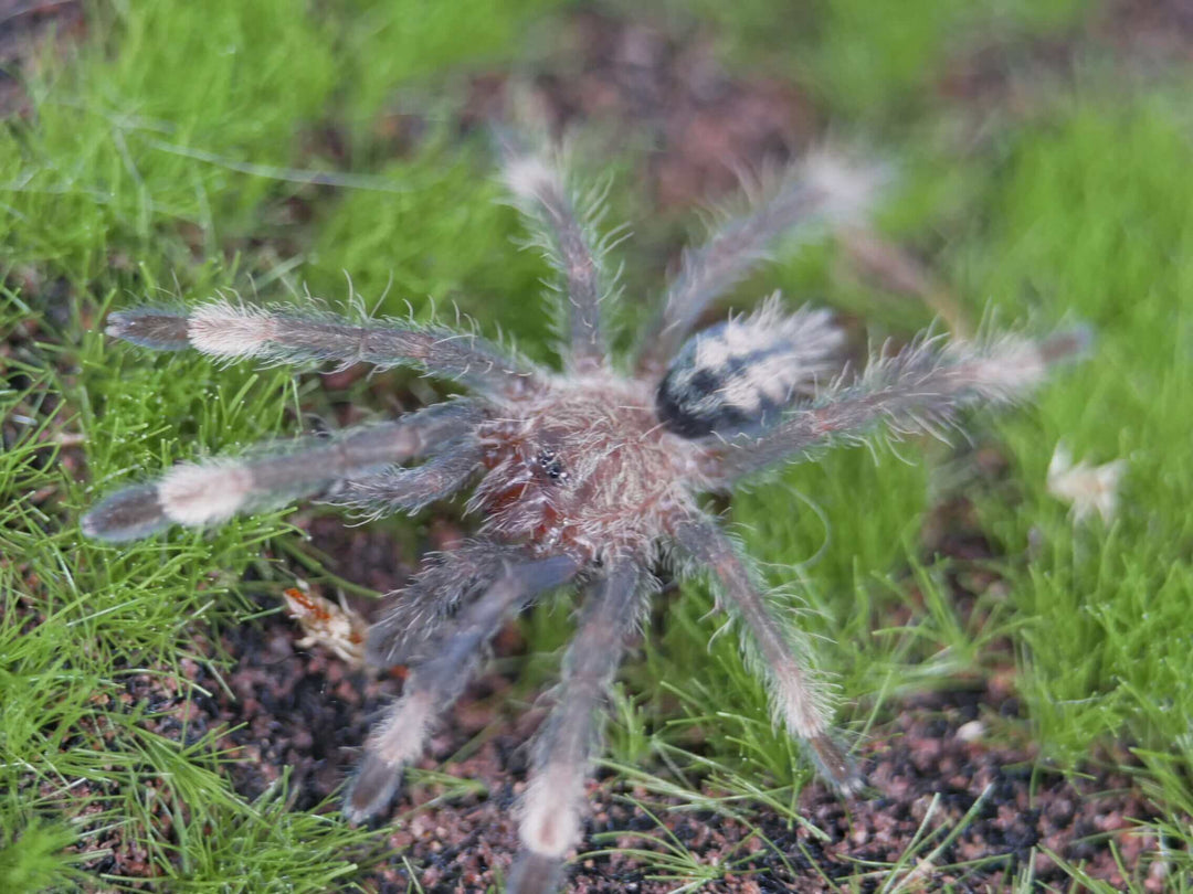 Psalmopoeus cambridgei Trinidad chevron 1 '' Tarantula