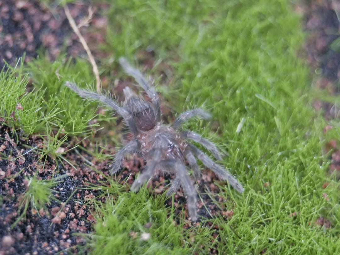 Tliltocatl epicureanus Yucatan Rust-rump tarantula .25''