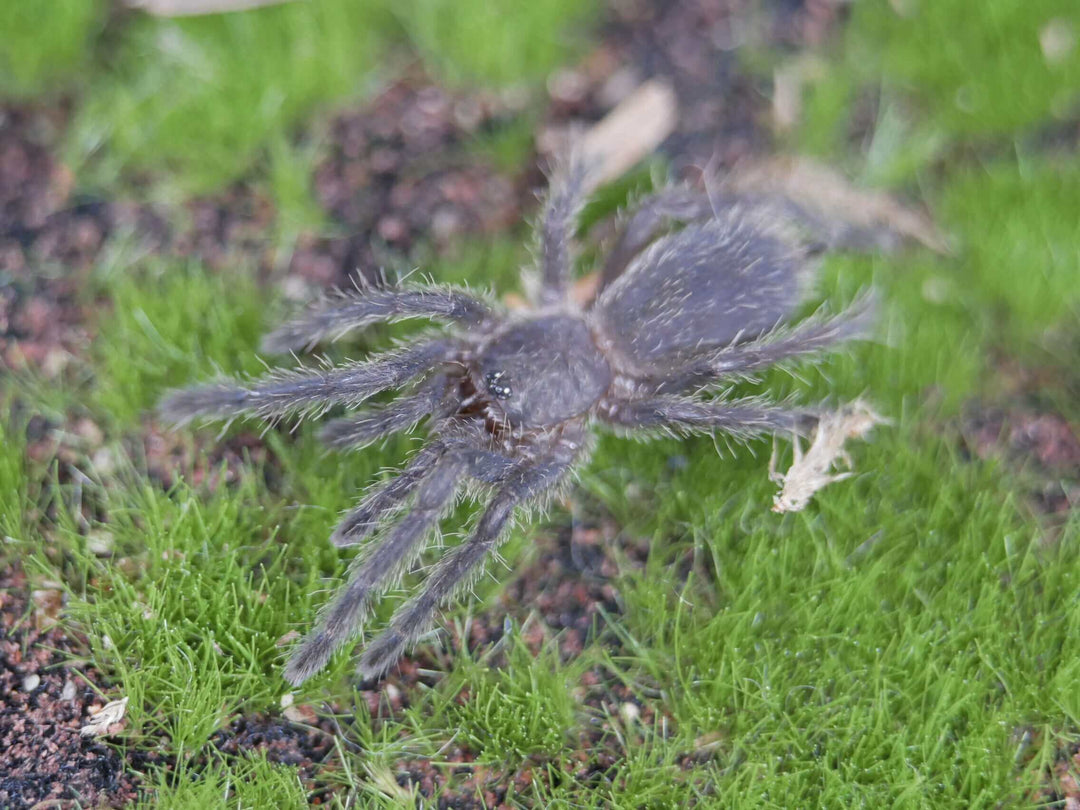 Chilobrachys Vietnam Blue tarantula 1"