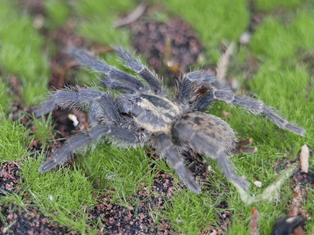 Heterothele villosella Tanzanian Chestnut Baboon tarantula .25"