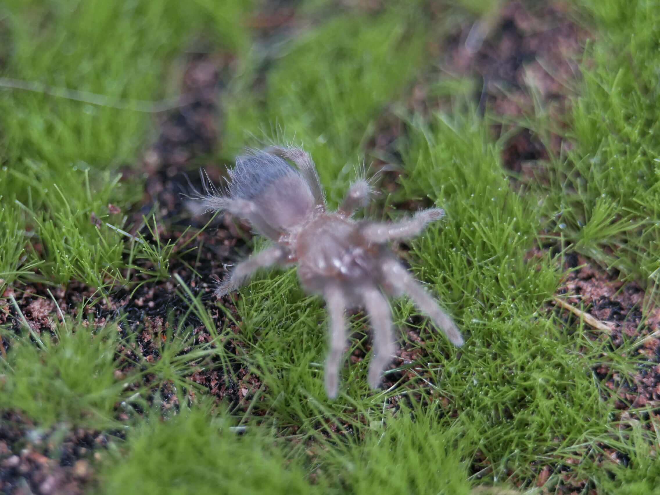 a mexican flame knee spider on green grass and moss