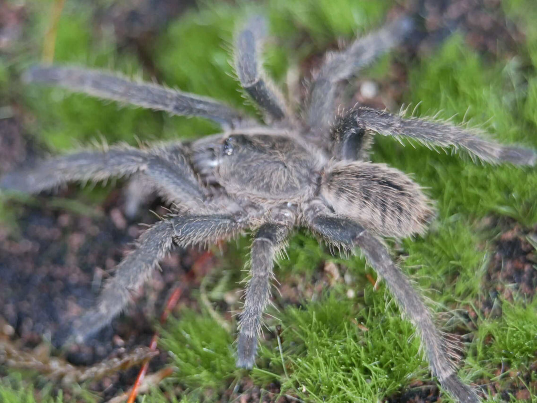 Cyriopagopus albostriatus s 'Purple Zebra' tarantula .75"