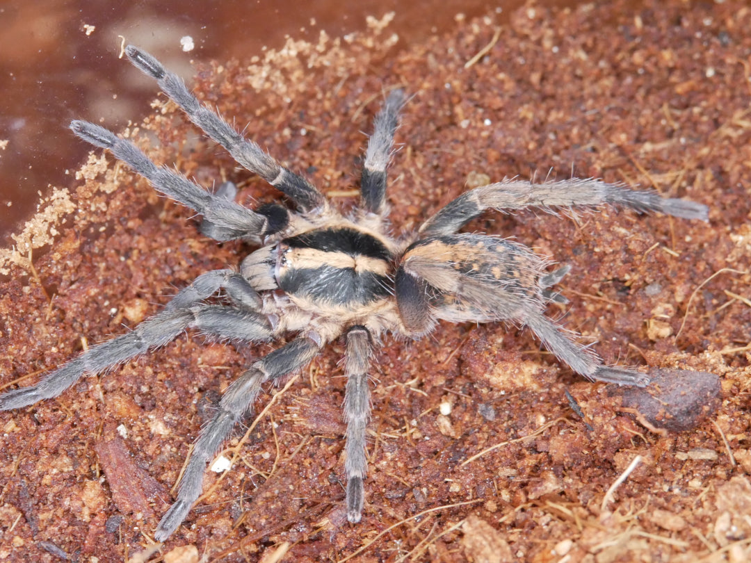 Thalerommata yukpa (was Trichopelma sp. Colombia Cesar) .5''