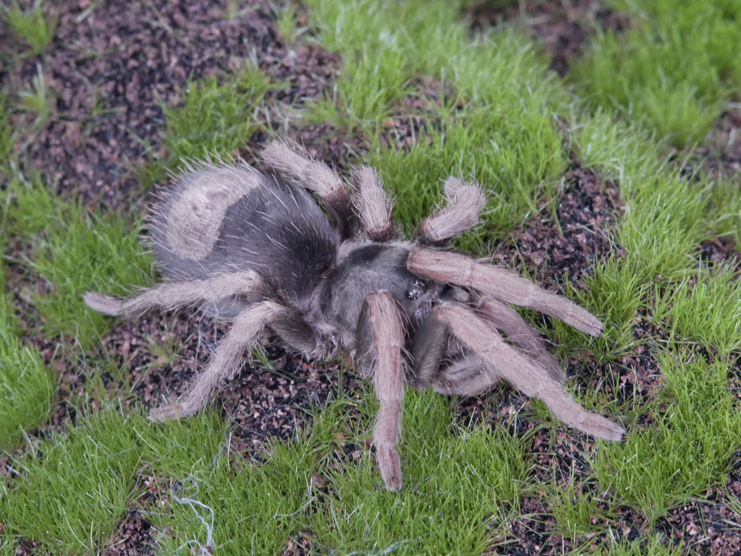 Kochiana brunnipes Dwarf Pink leg .25-.5"