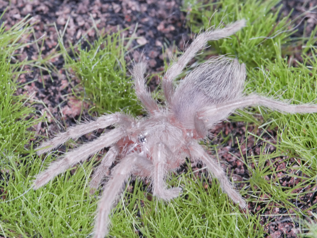 Lasiodora klugi Bahia Scarlet Birdeater .5''