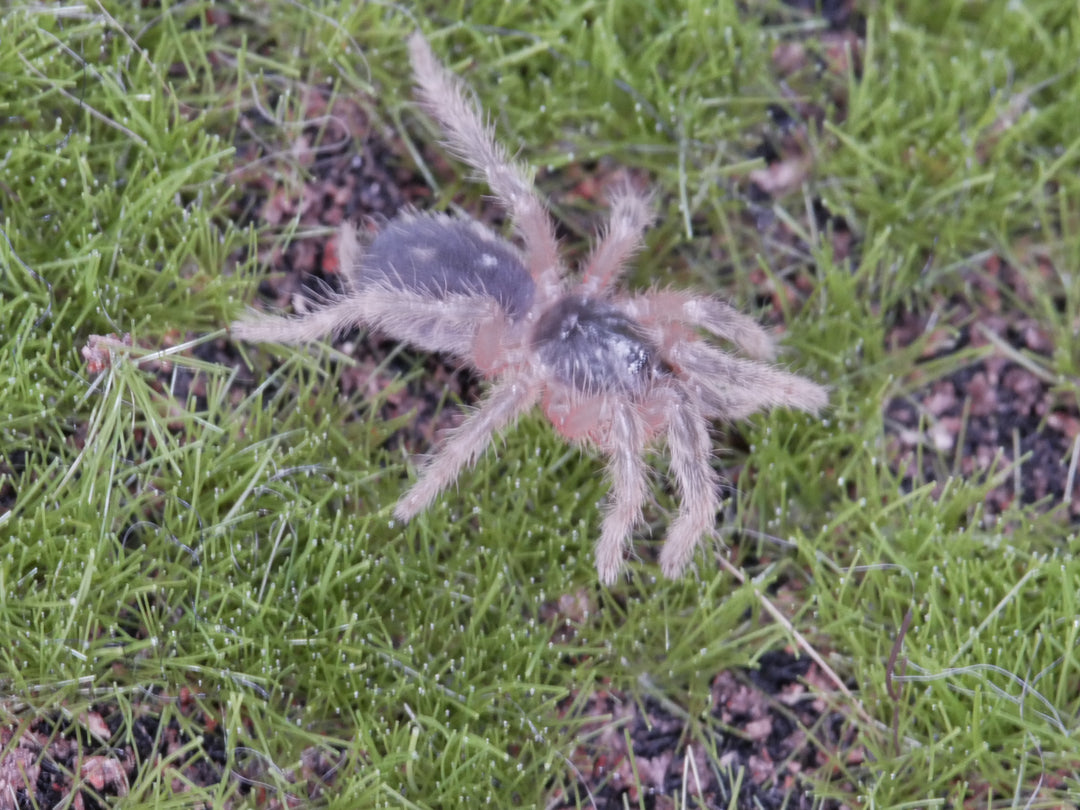 Davus sp panama Lava Spider .25''