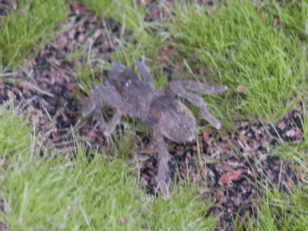 Brachionopus sp. Marakele 1.25''