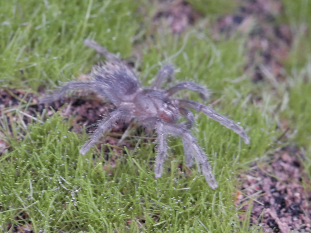 Hapalotremus marcapata .5''