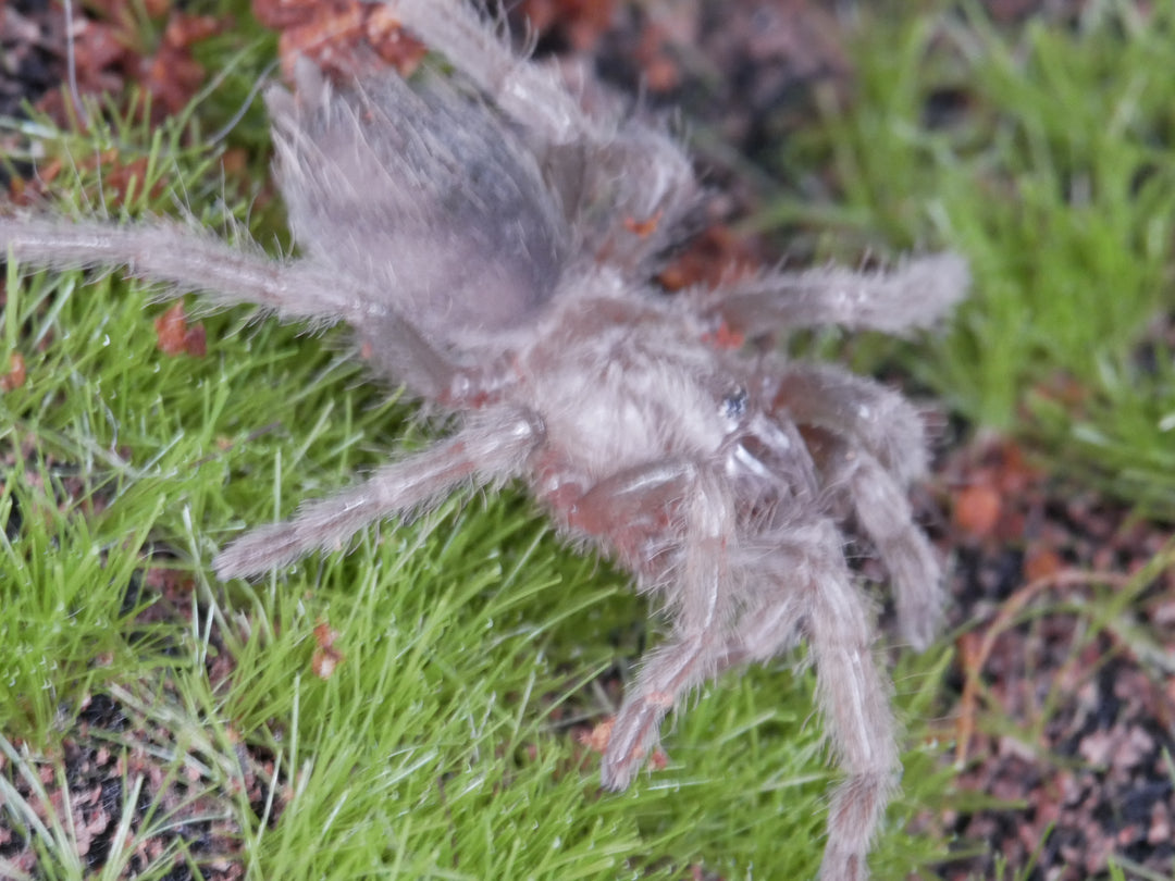 Crassicrus sp veracruz Veracruz Beauty 1.25''