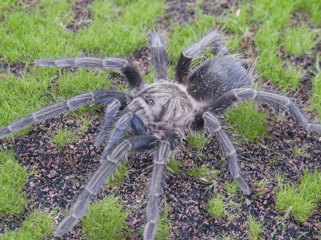 Phormictopus sp 'Dominican Purple 1''