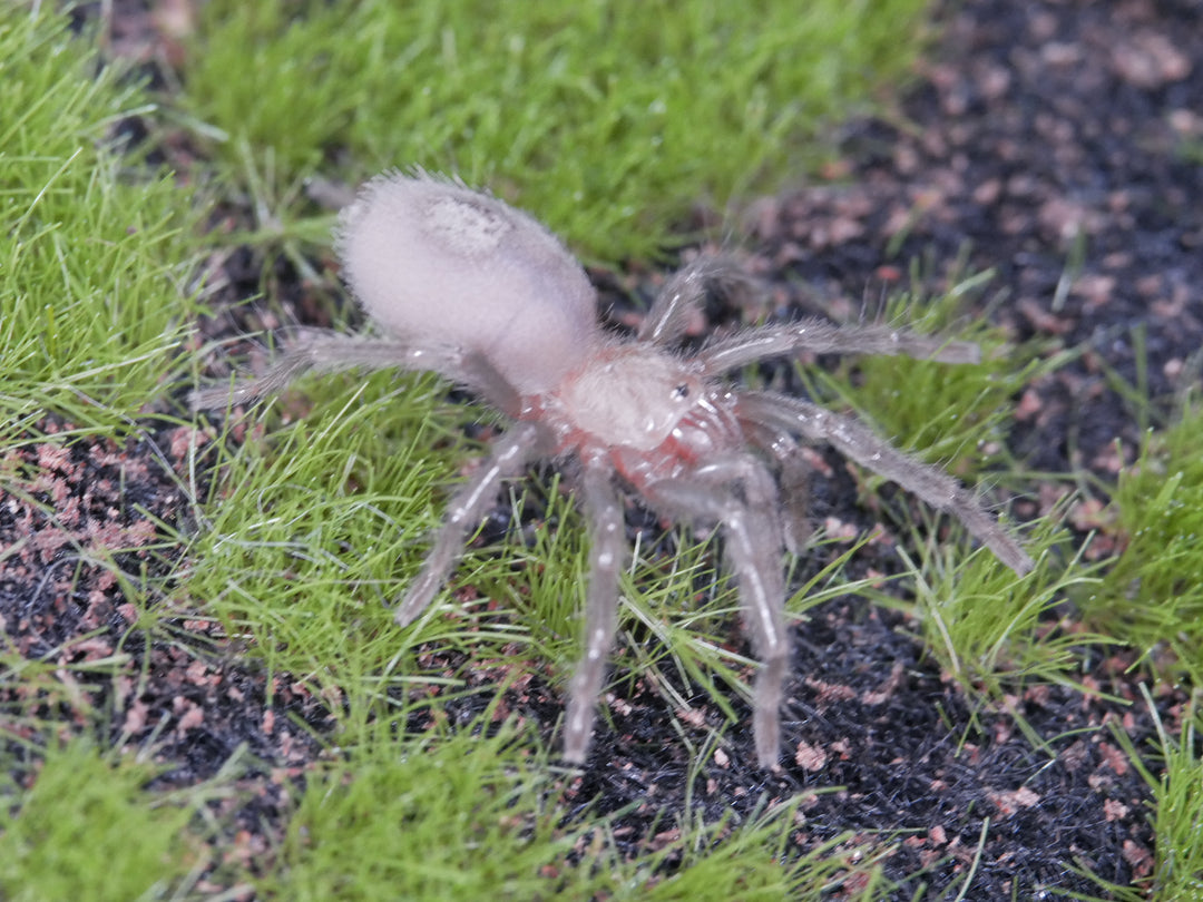 Theraphosinae sp 'Cuzco' Peruvian Tarantula .75