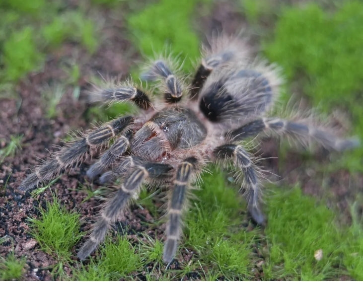 Grammostola pulchripes Chaco goldenknee tarantula 2''
