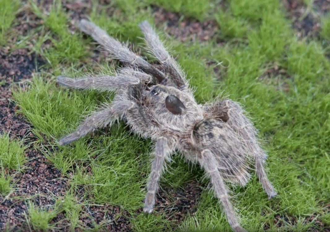Ceratogyrus brachycephalus Greater Horned Baboon .5'' to .75''