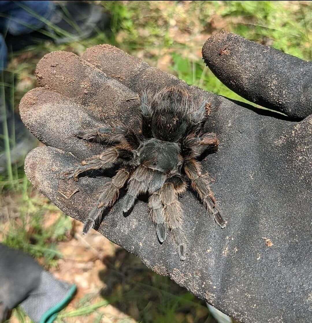 a spider being held on a pair of dark gloves 