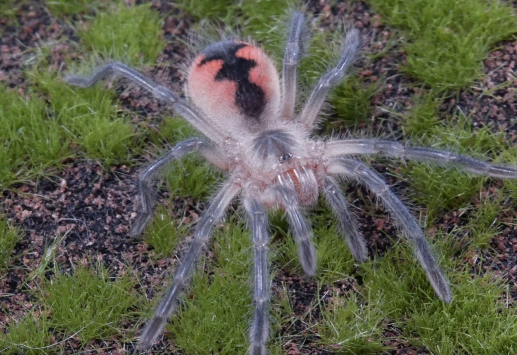 Pamphobeteus Cascada Cascada Birdeater 1.5''