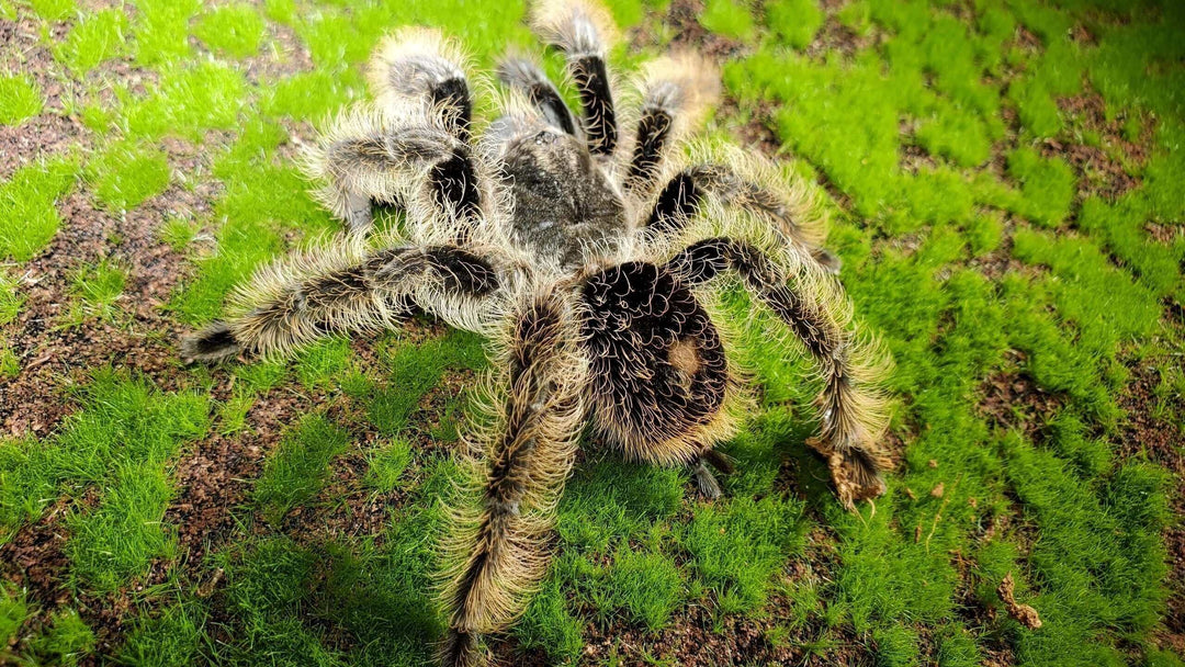 Tliltocatl albopilosum Subadult 4''+