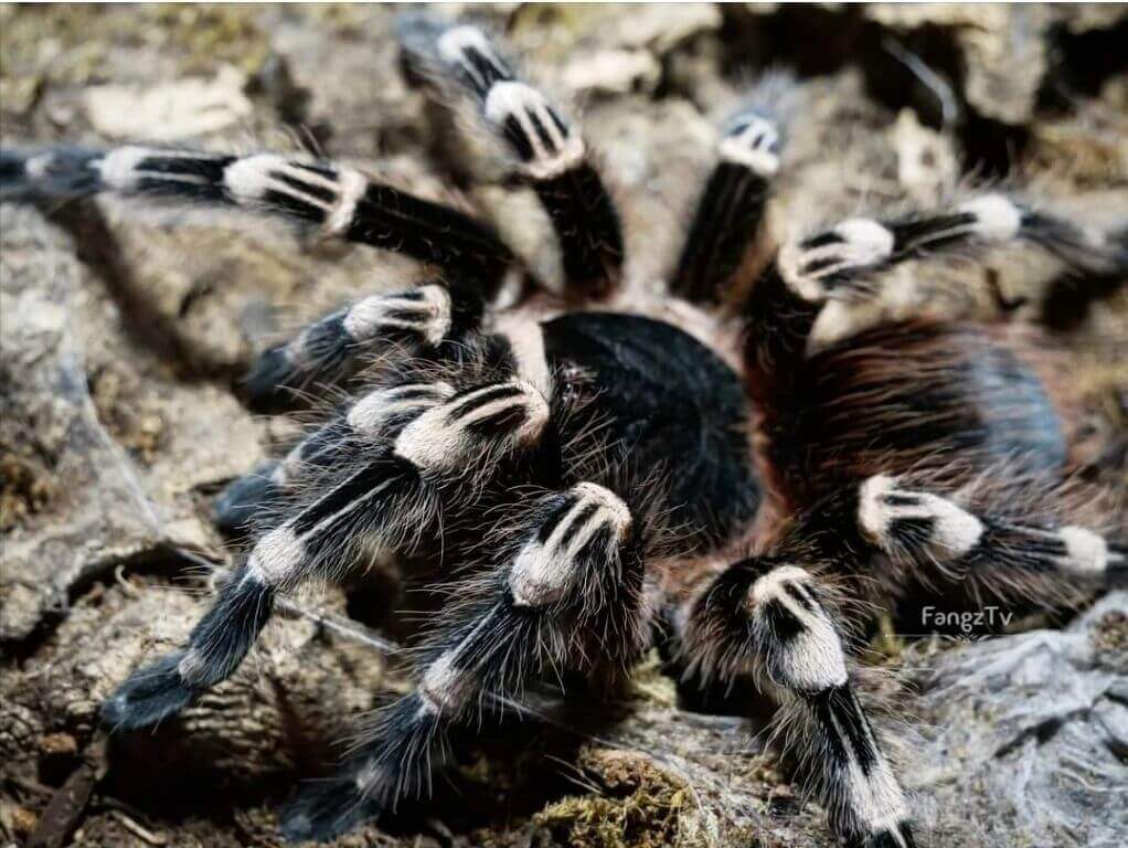 A Brazilian white knee spider on wood bark 