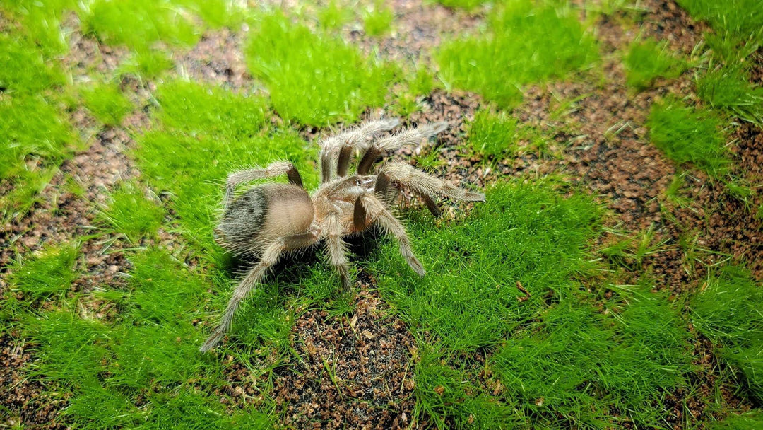 a mexican red knee spider on green grass and moss
