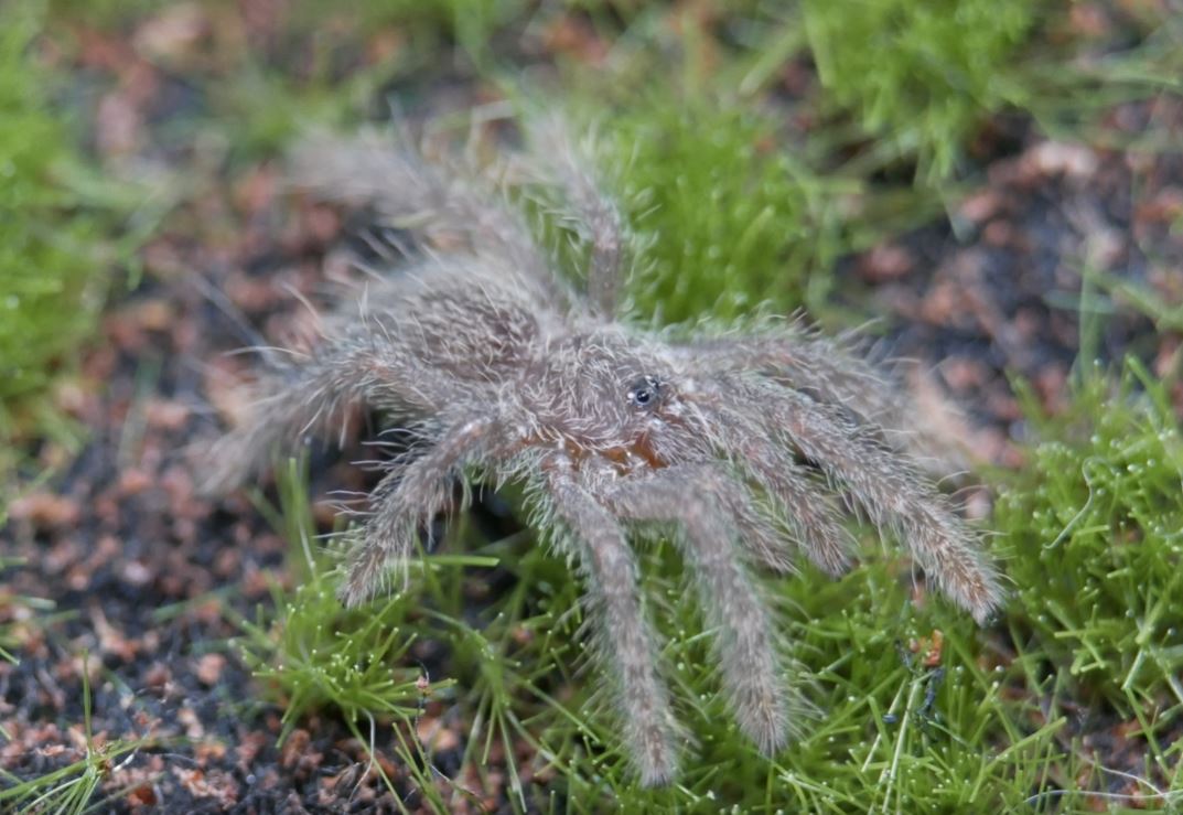Heteroscodra maculata Togo Starburst Baboon Tarantula .25''