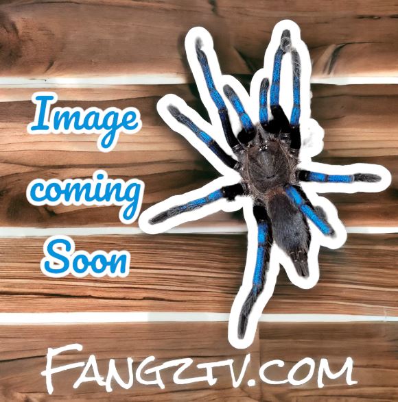 Tapinauchenius sanctivincenti St. Vincent Feather Legged Tree Spider .5"