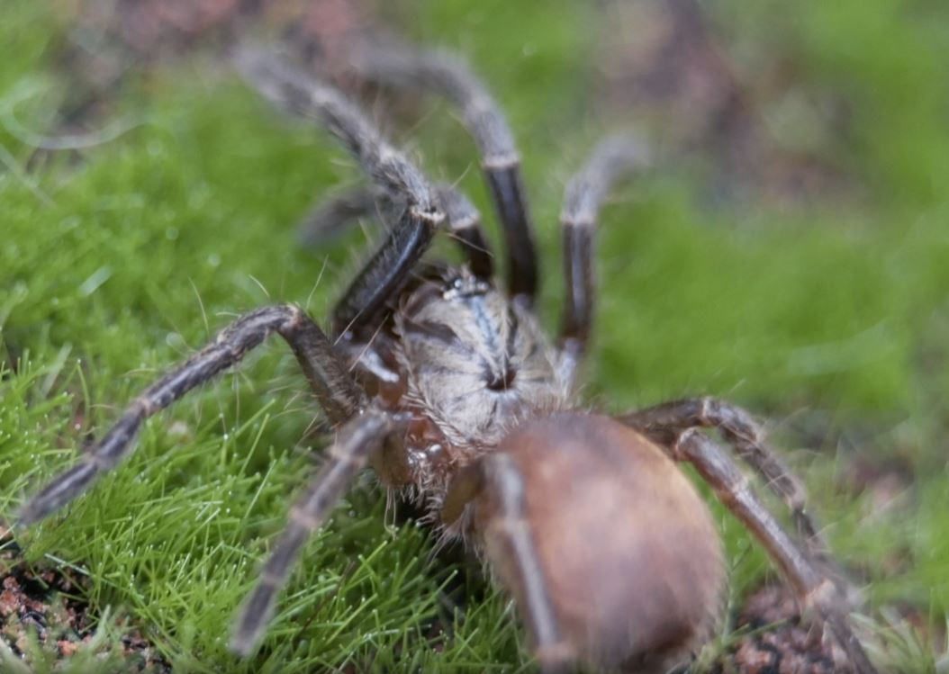 Thrigmopoeinae sp 'Kali' Kali Earth-tiger .5"